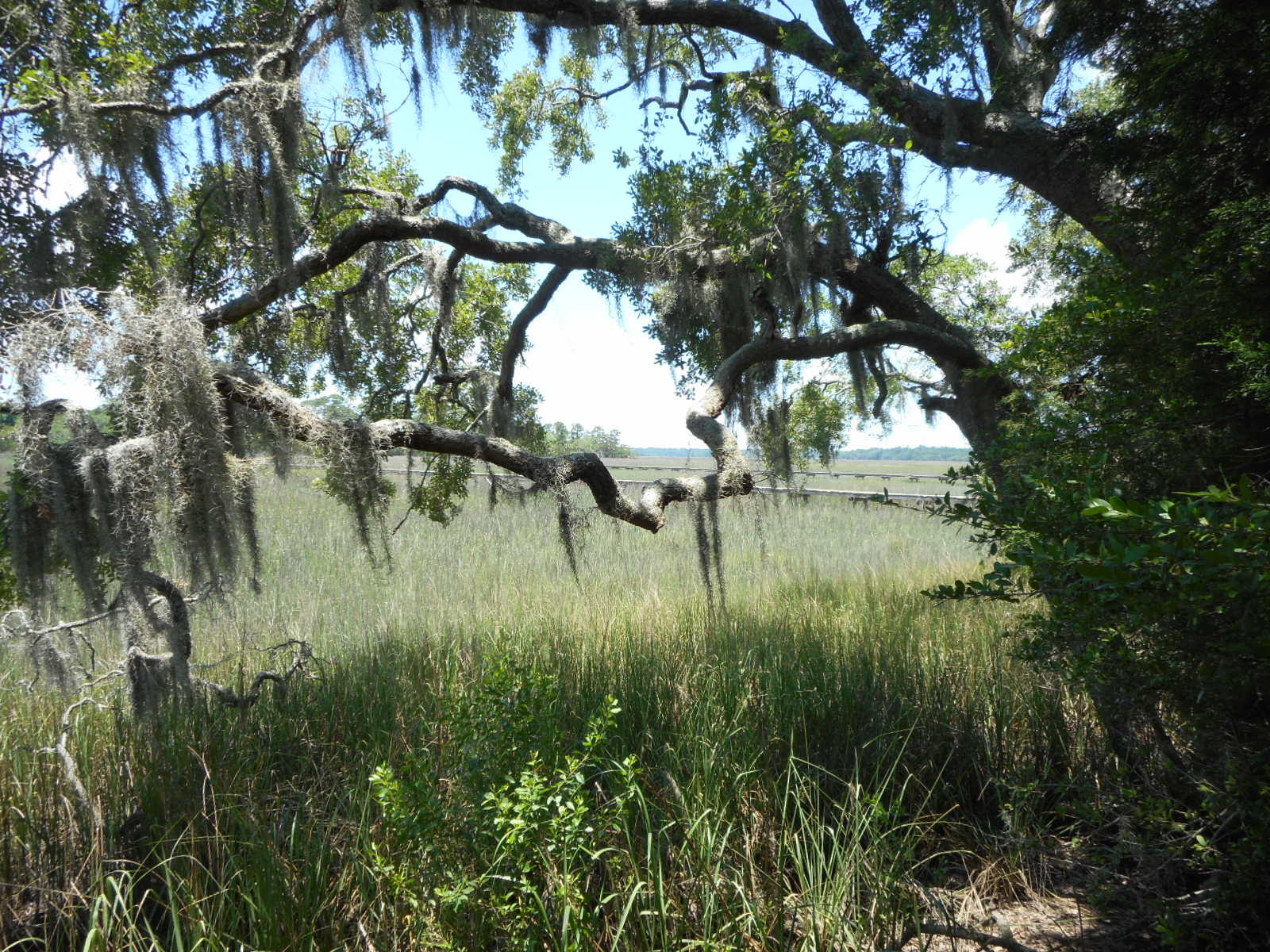 8-a-e Palmetto Road Edisto Island, SC 29438 - Photo 2 of 20 DSCN4531