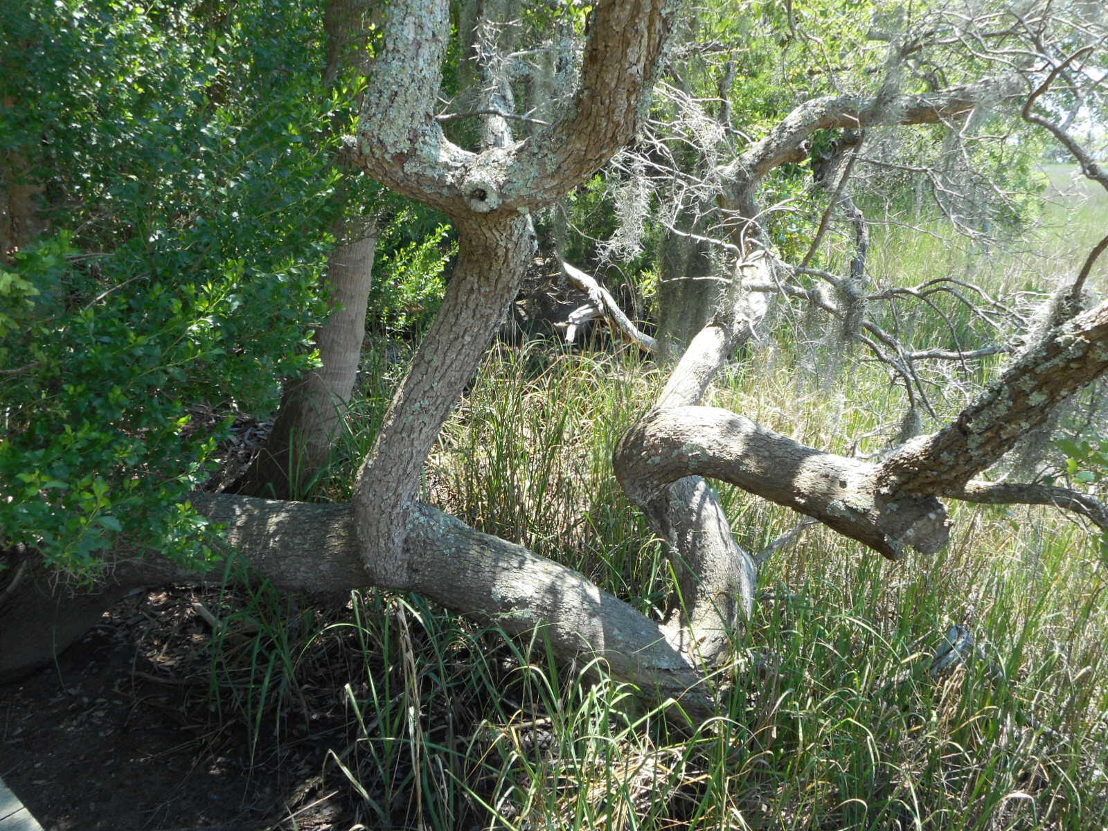 8-a-e Palmetto Road Edisto Island, SC 29438 - Photo 6 of 20 DSCN4540