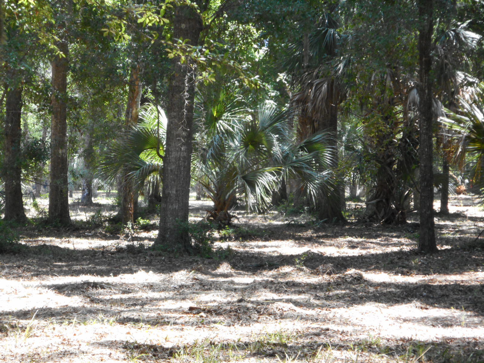 8-a-e Palmetto Road Edisto Island, SC 29438 - Photo 8 of 20 DSCN4527