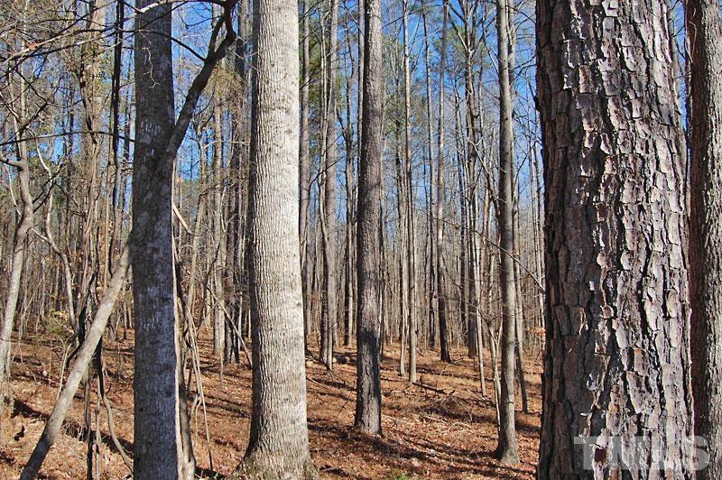 3747 Old Allensville Road Roxboro, NC 27574 - Photo 22 of 45 a view of a forest with a tree
