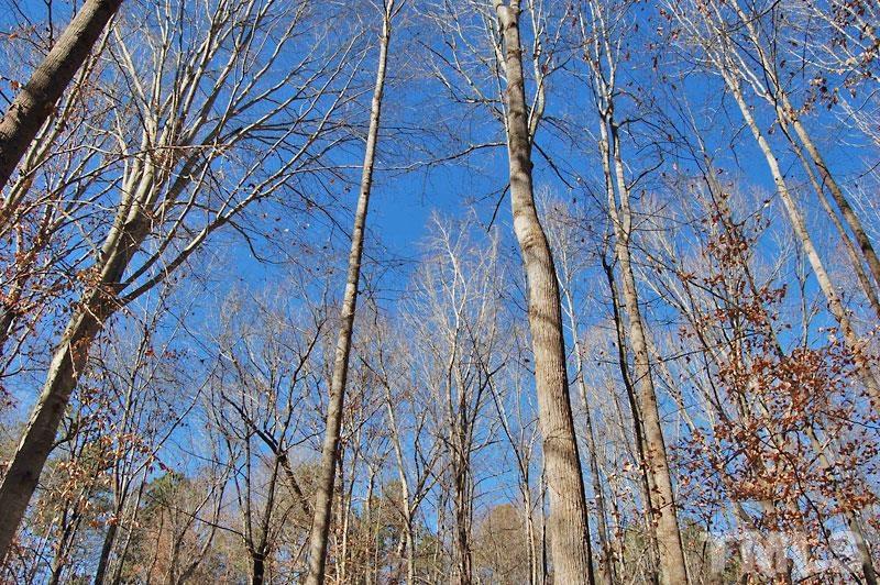 3747 Old Allensville Road Roxboro, NC 27574 - Photo 26 of 45 a backyard of a building
