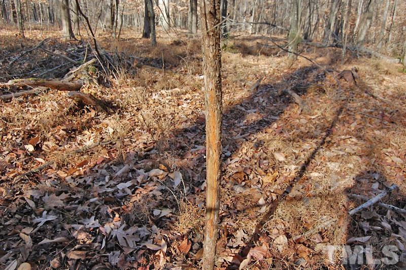 3747 Old Allensville Road Roxboro, NC 27574 - Photo 39 of 45 a view of a yard with a tree