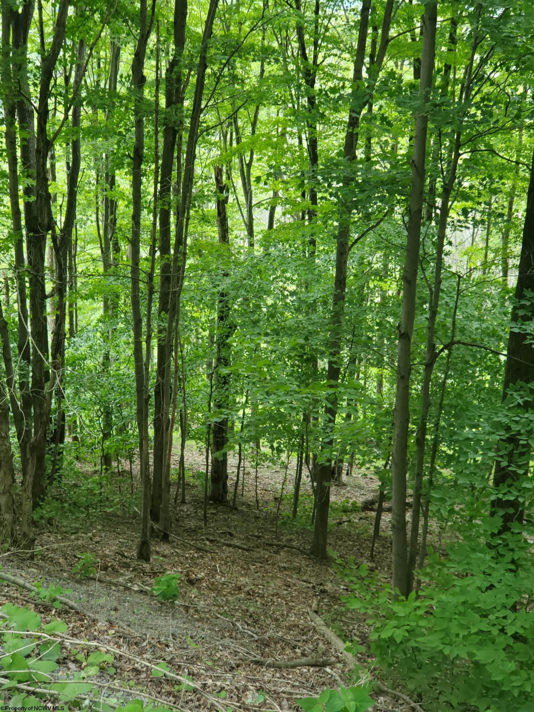 32 Mountainside Road Davis, WV 26260 - Photo 6 of 15 Gallery Image 6