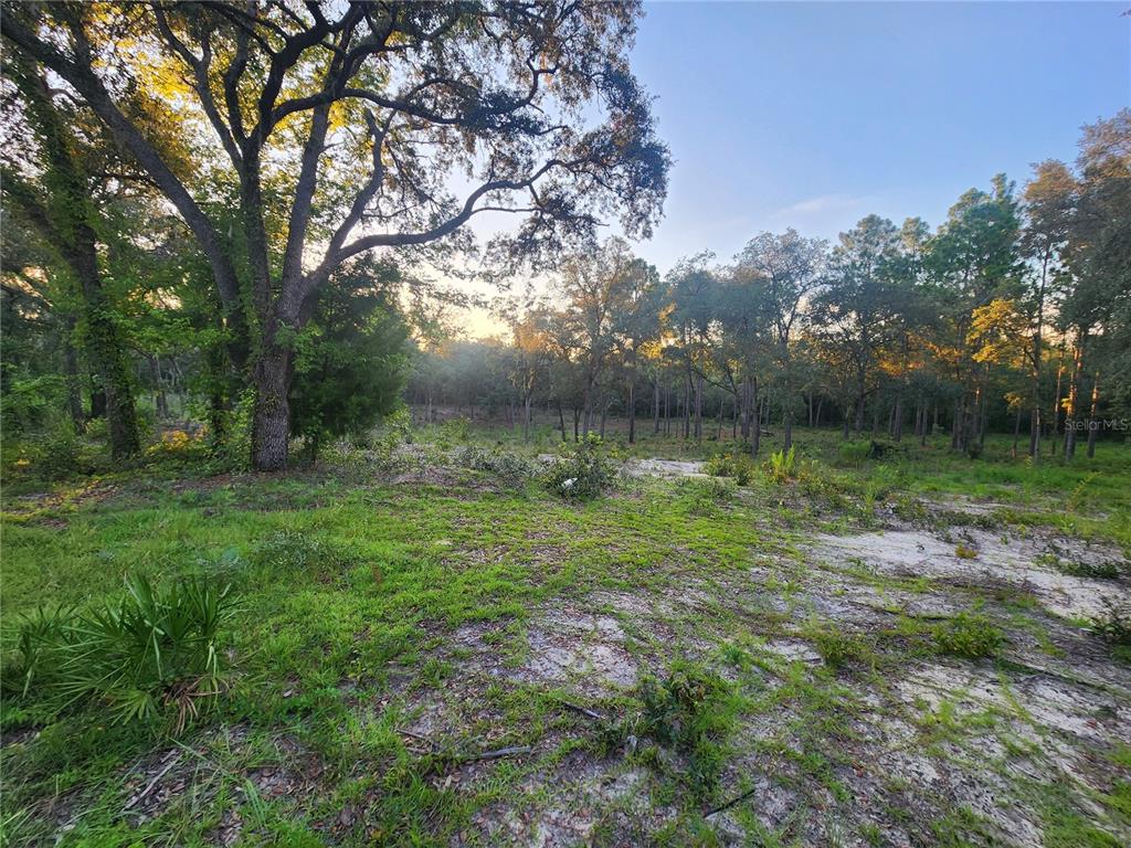 Tbd Northeast 82nd Place Bronson, FL 32621 - Photo 1 of 14 a backyard of a house with lots of green space