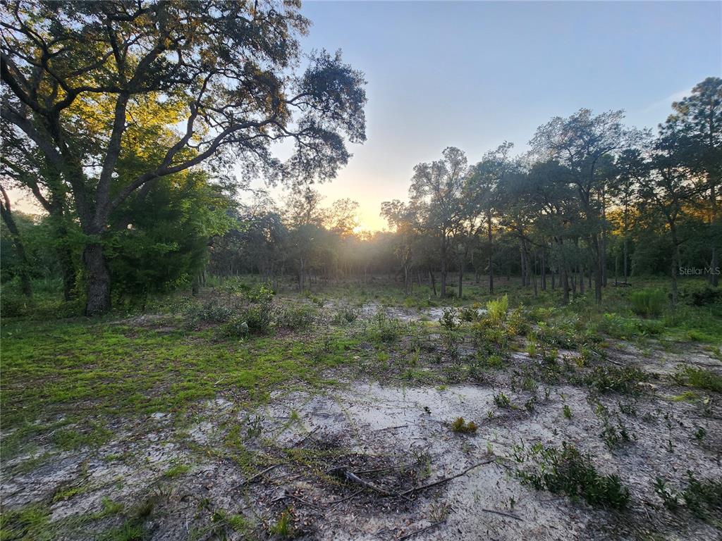 Tbd Northeast 82nd Place Bronson, FL 32621 - Photo 11 of 14 a view of a lush green forest