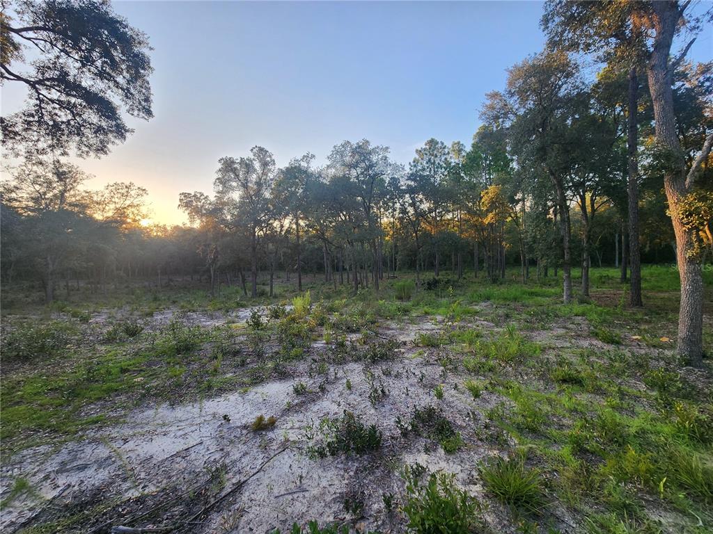 Tbd Northeast 82nd Place Bronson, FL 32621 - Photo 3 of 14 a view of a lush green forest