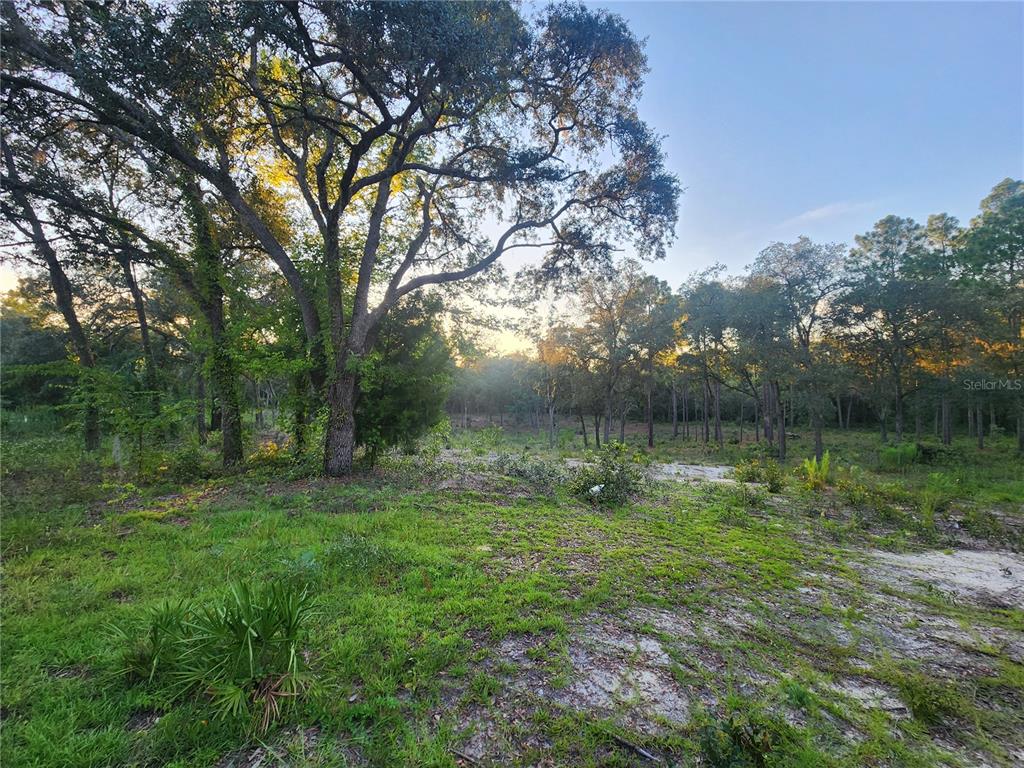 Tbd Northeast 82nd Place Bronson, FL 32621 - Photo 6 of 14 a backyard of a house with lots of green space