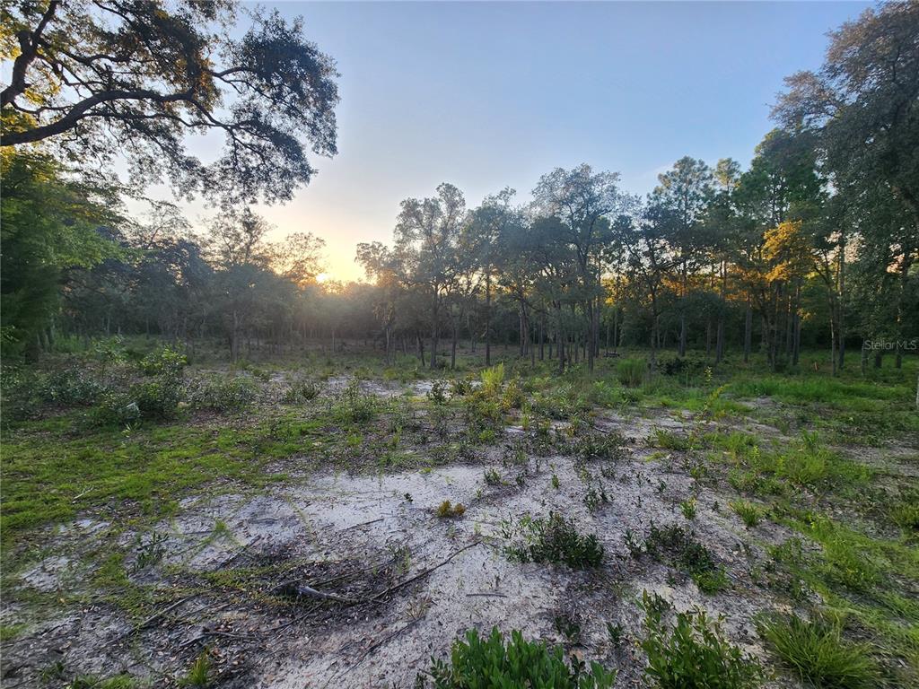 Tbd Northeast 82nd Place Bronson, FL 32621 - Photo 9 of 14 a view of a green field with lots of bushes