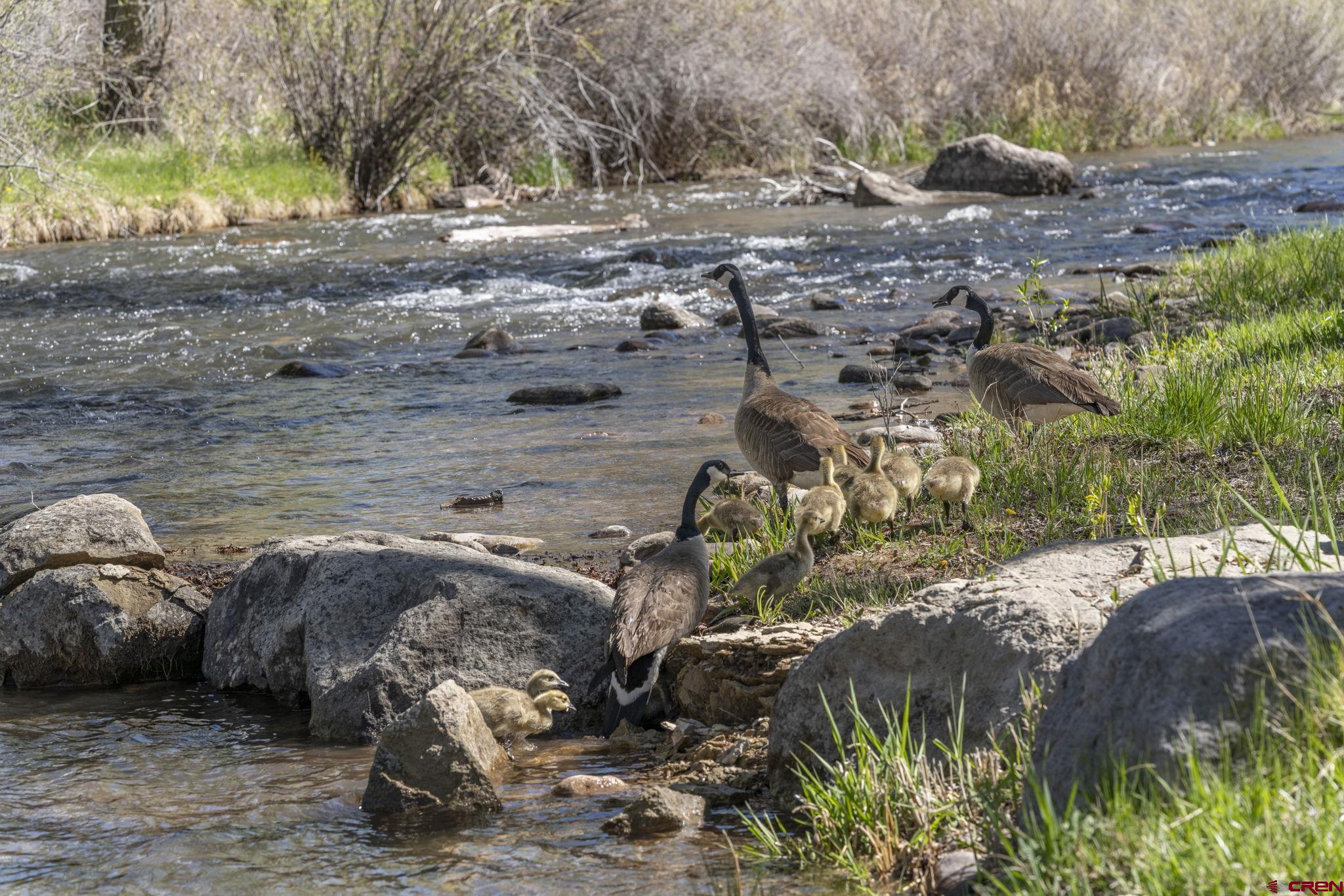 99 River Road Durango, CO 81301 - Photo 38 of 44 a view of a yard with car parked