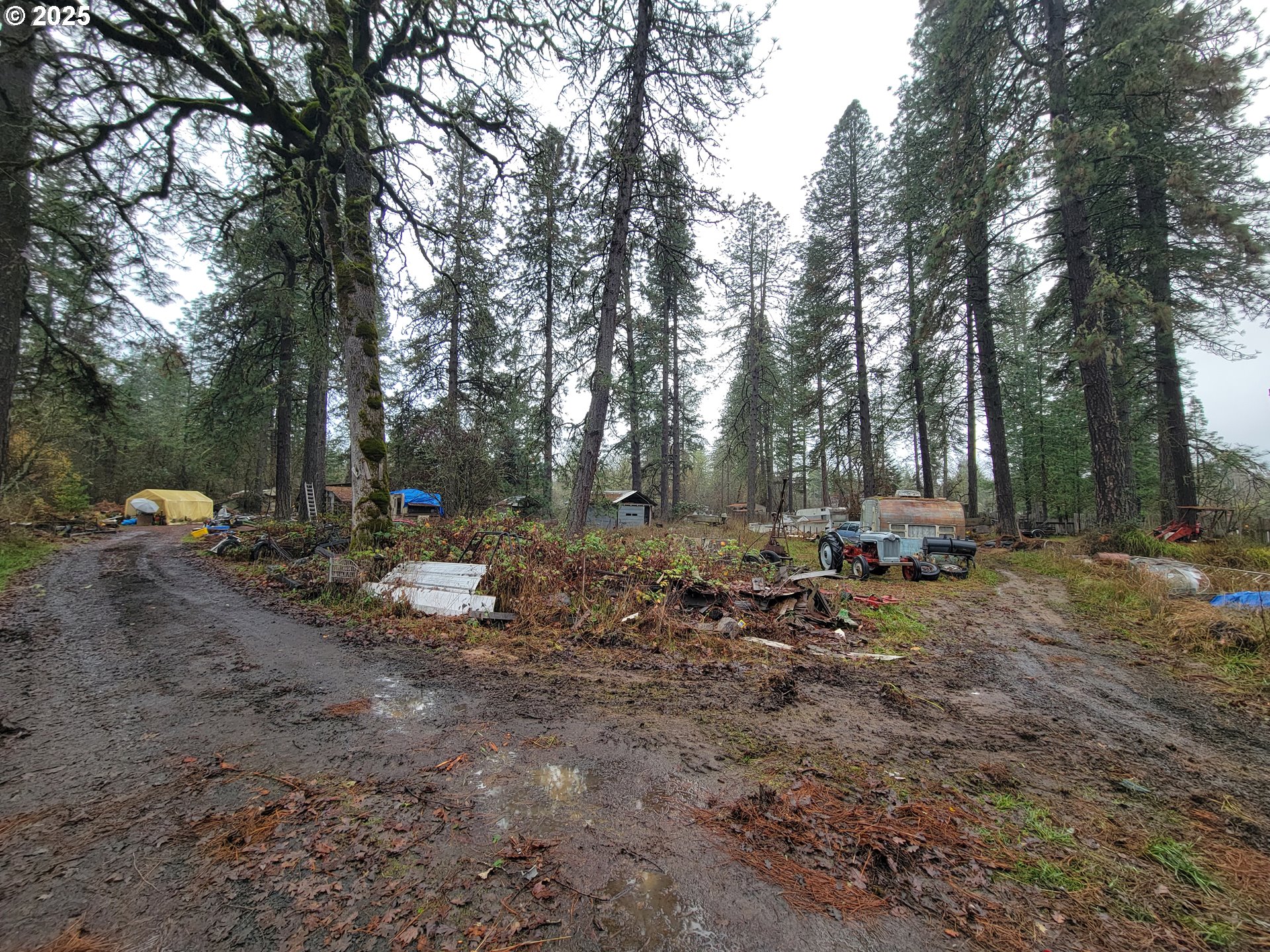 25748 Wiggins Lane Veneta, OR 97487 - Photo 3 of 11 a view of a forest with trees