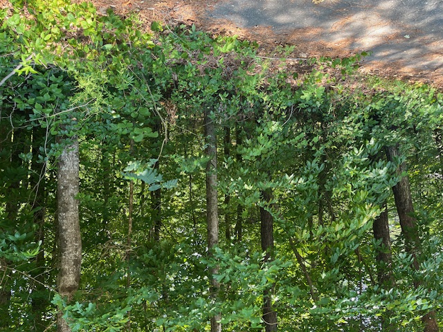 Lot 57 Fox Run Road Walhalla, SC 29691 - Photo 3 of 6