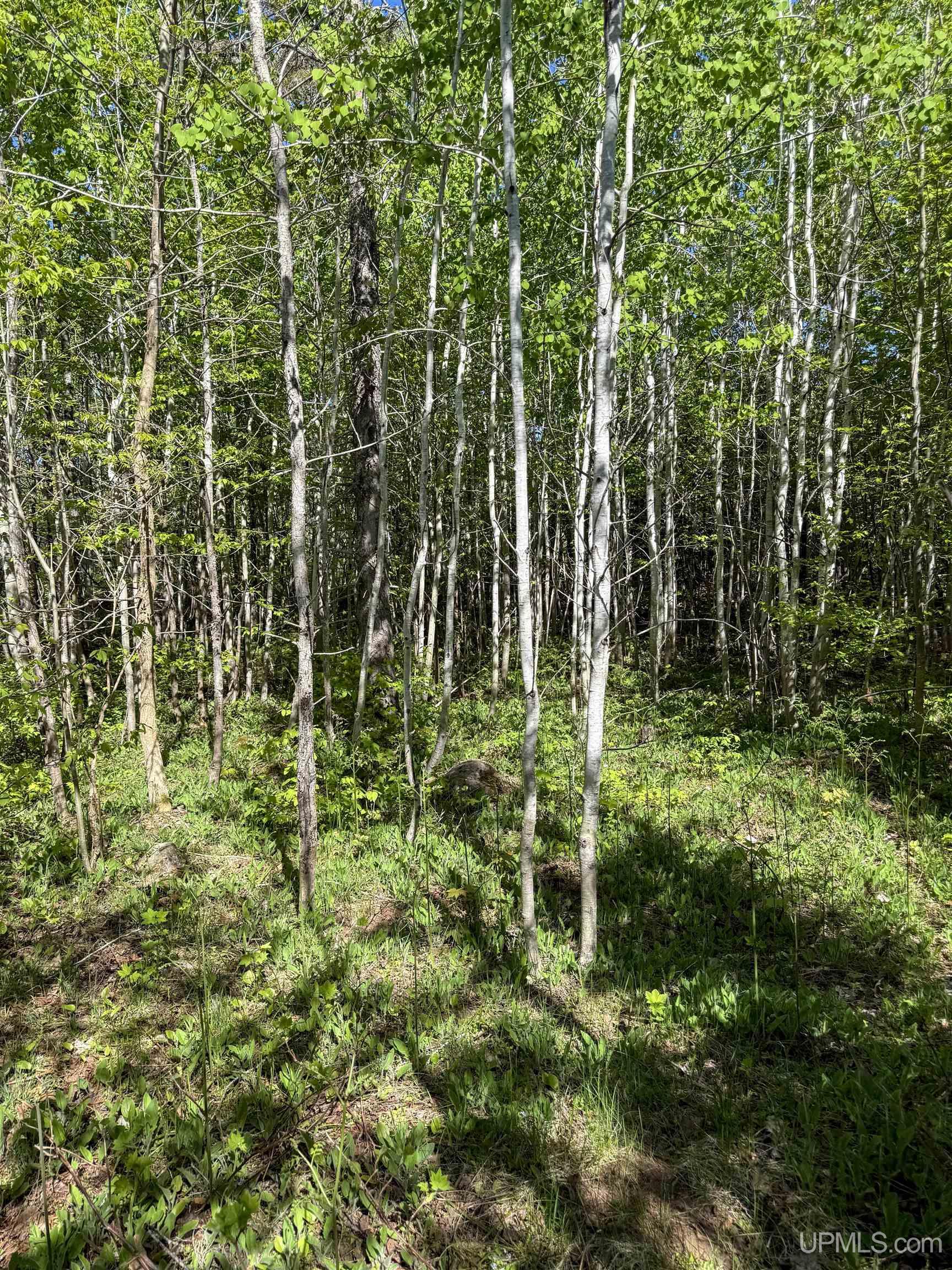 Lot A Gratiot River Road Calumet, MI 49913 - Photo 6 of 35