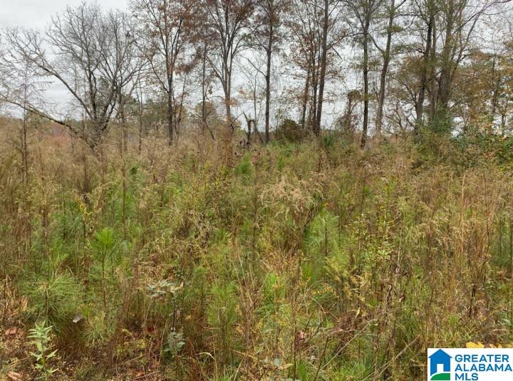County Road, Unit 486 Roanoke, AL 36274 - Photo 5 of 13
