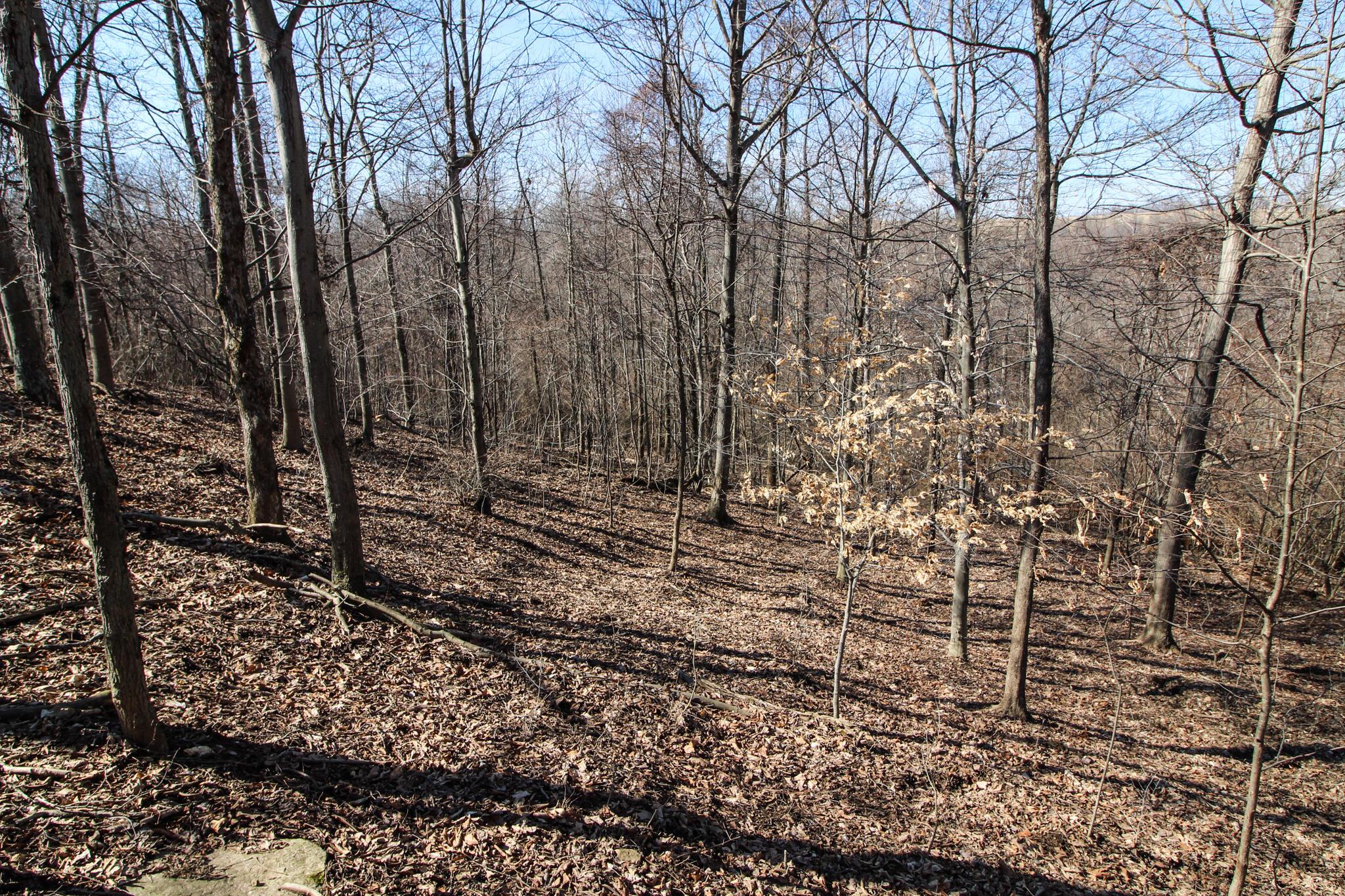 0 Waymor Road Quaker City, OH 43773 - Photo 10 of 24