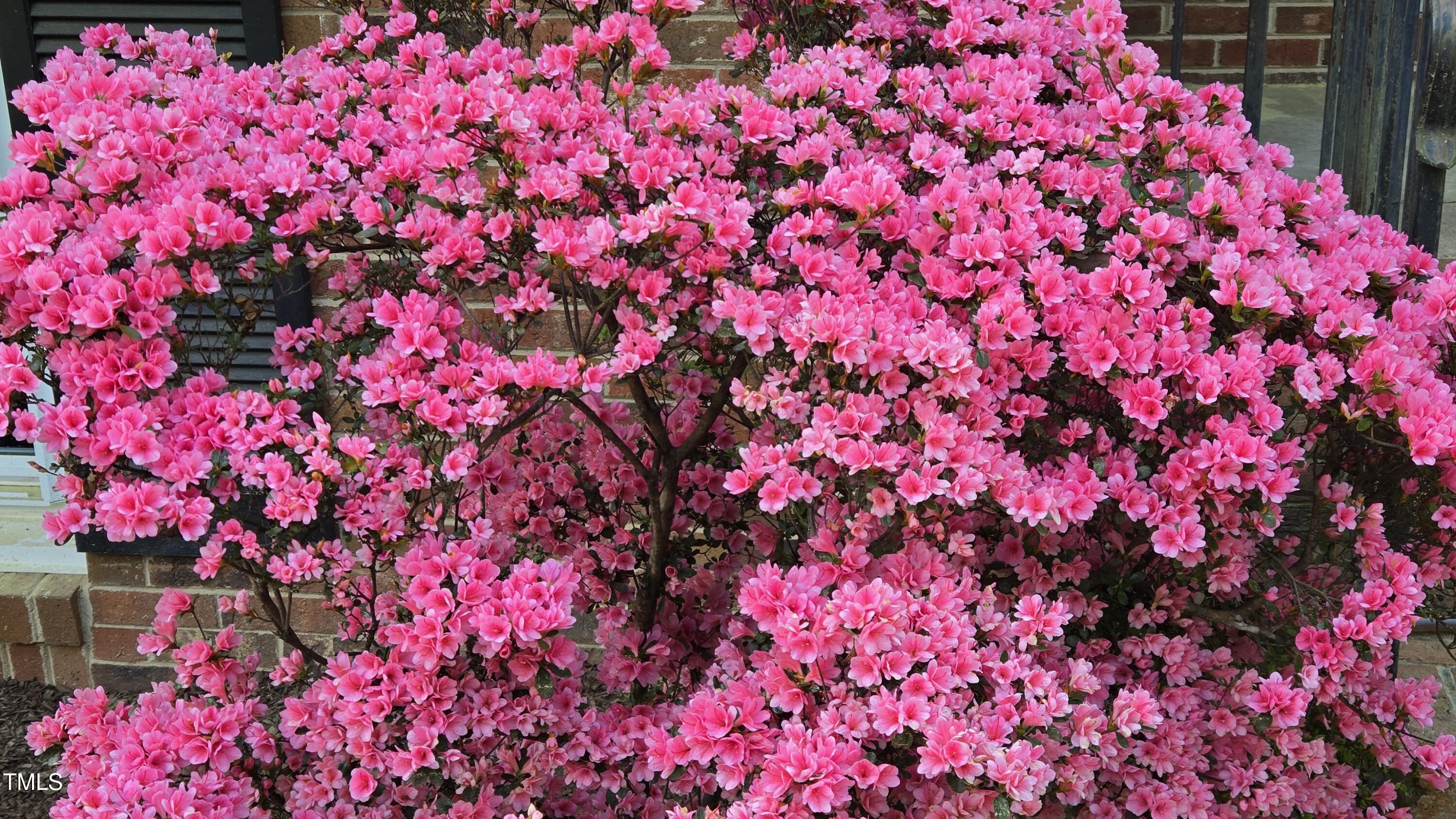 505 Forest Road Oxford, NC 27565 - Photo 31 of 31 a picture of flowers