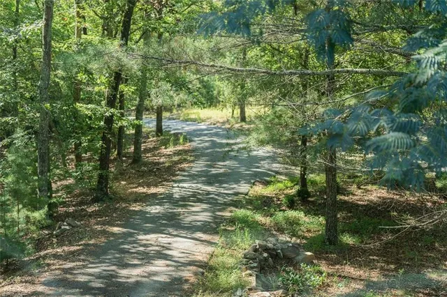 a close up of a tree