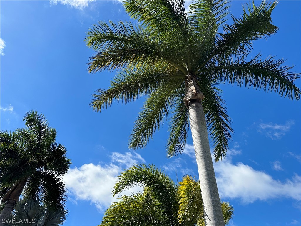 13530 Snook Circle Naples, FL 34114 - Photo 2 of 20 a view of a palm tree