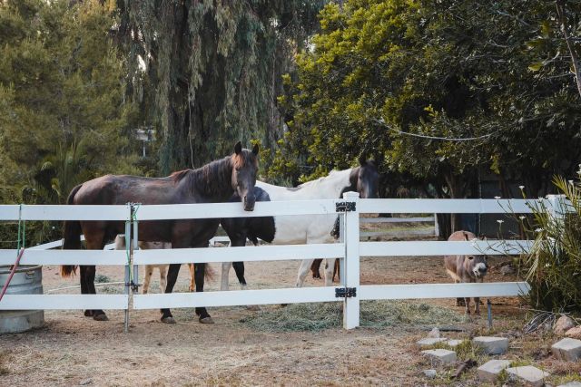 a view of a large white house with large trees and lawn chairs