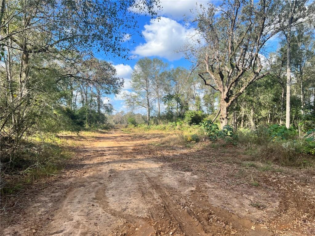 232-acres 232-acres Chess Bankston Road Mount Hermon, LA 70450 - Photo 7 of 9