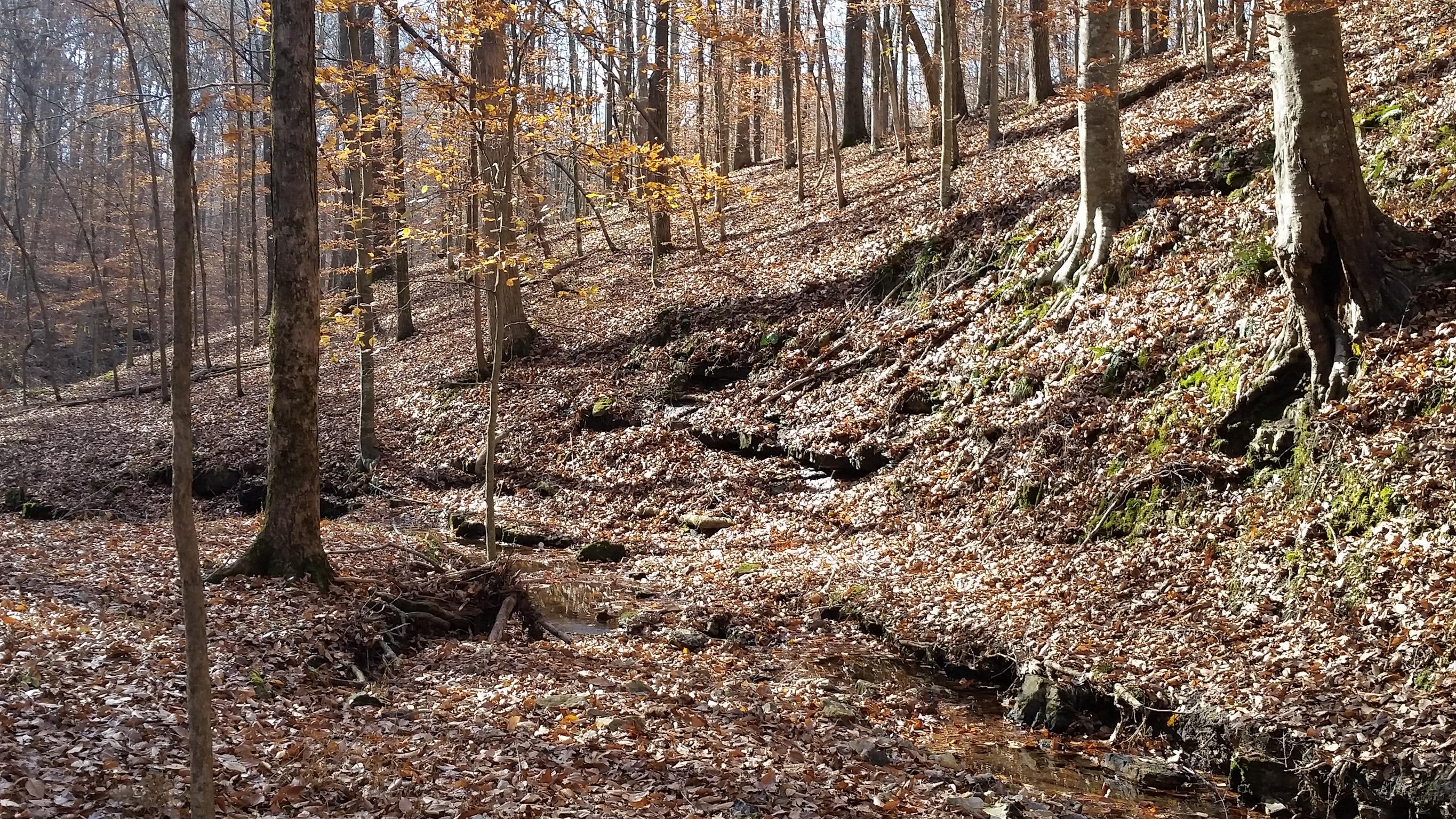 6 Barnhill Road Primm Springs, TN 38476 - Photo 2 of 2 a view of a backyard of the house