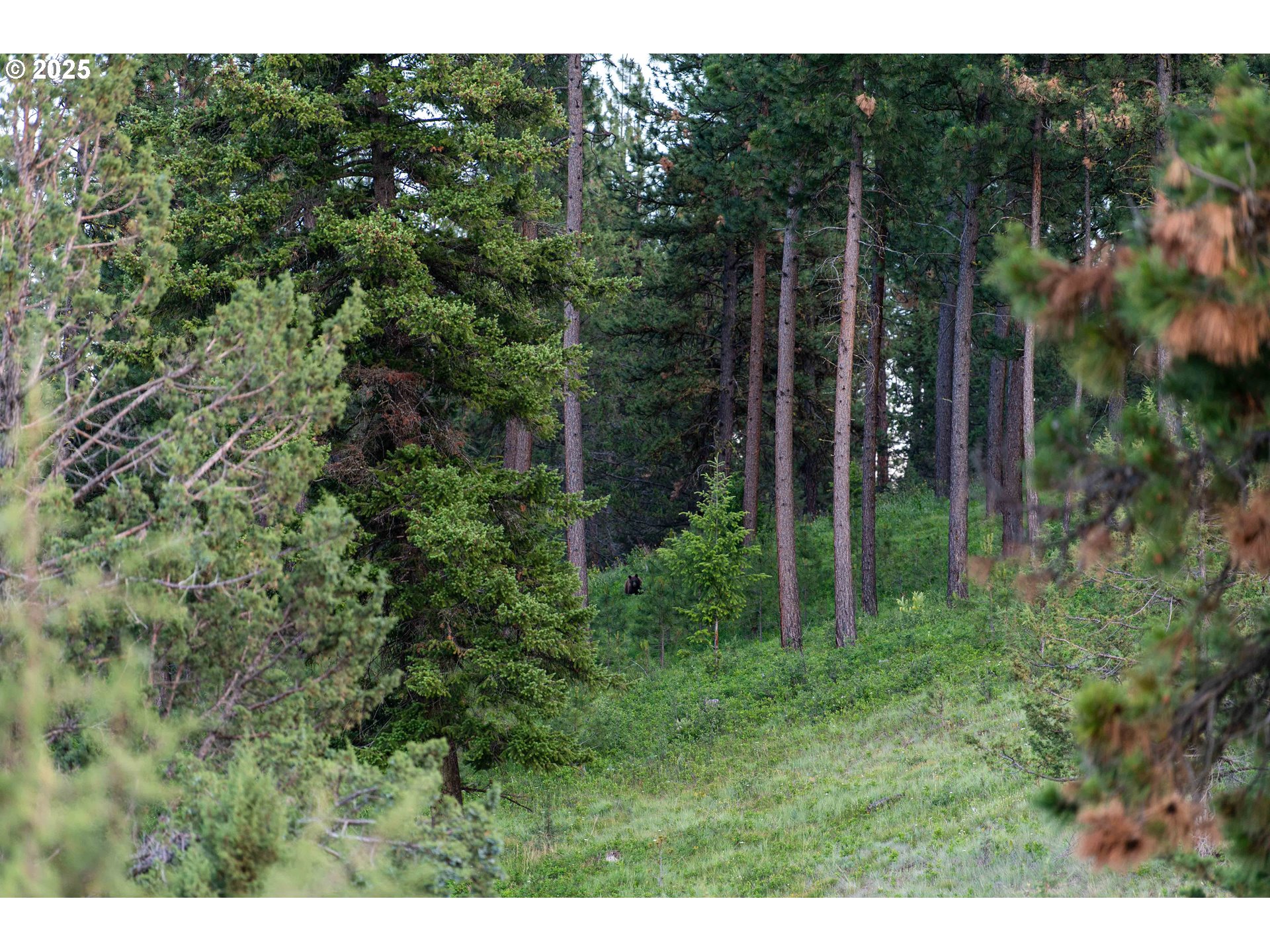 61702 Middle Fork Lane Long Creek, OR 97856 - Photo 43 of 46