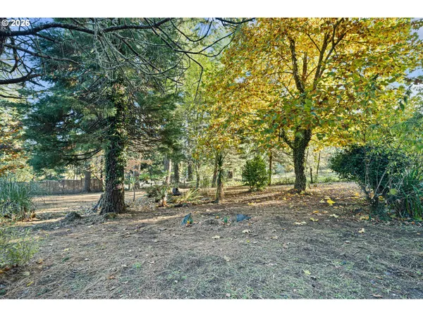 a view of a forest with trees in the background