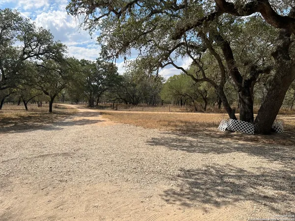 a view of a yard with trees
