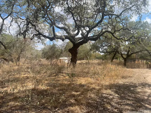 a view of trees with yard