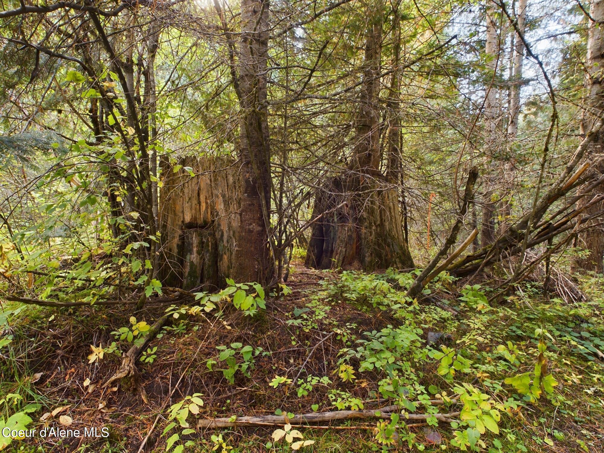 2905 Bear Creek Road Kingston, ID 83839 - Photo 7 of 8 7