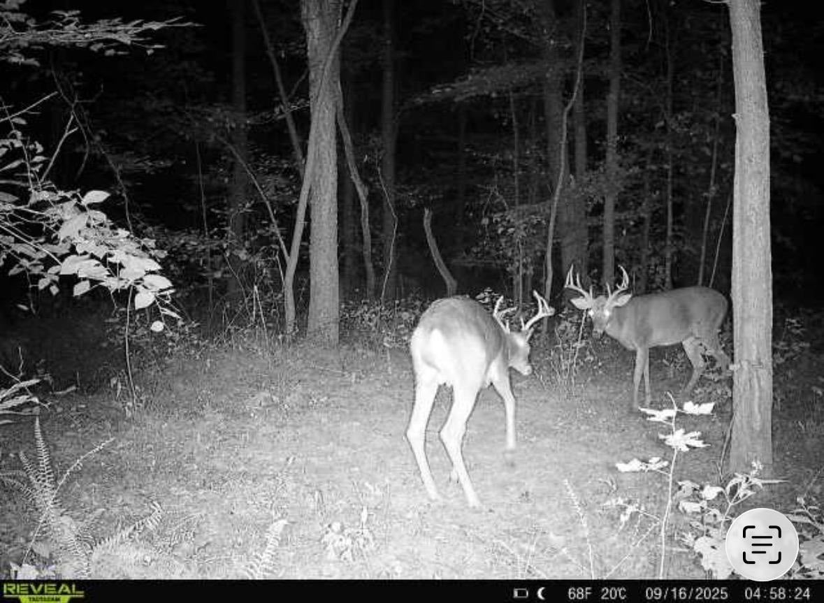 0 Ashby Road Centertown, KY 42328 - Photo 24 of 28 Gallery Image 24