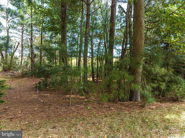 a view of a forest with trees