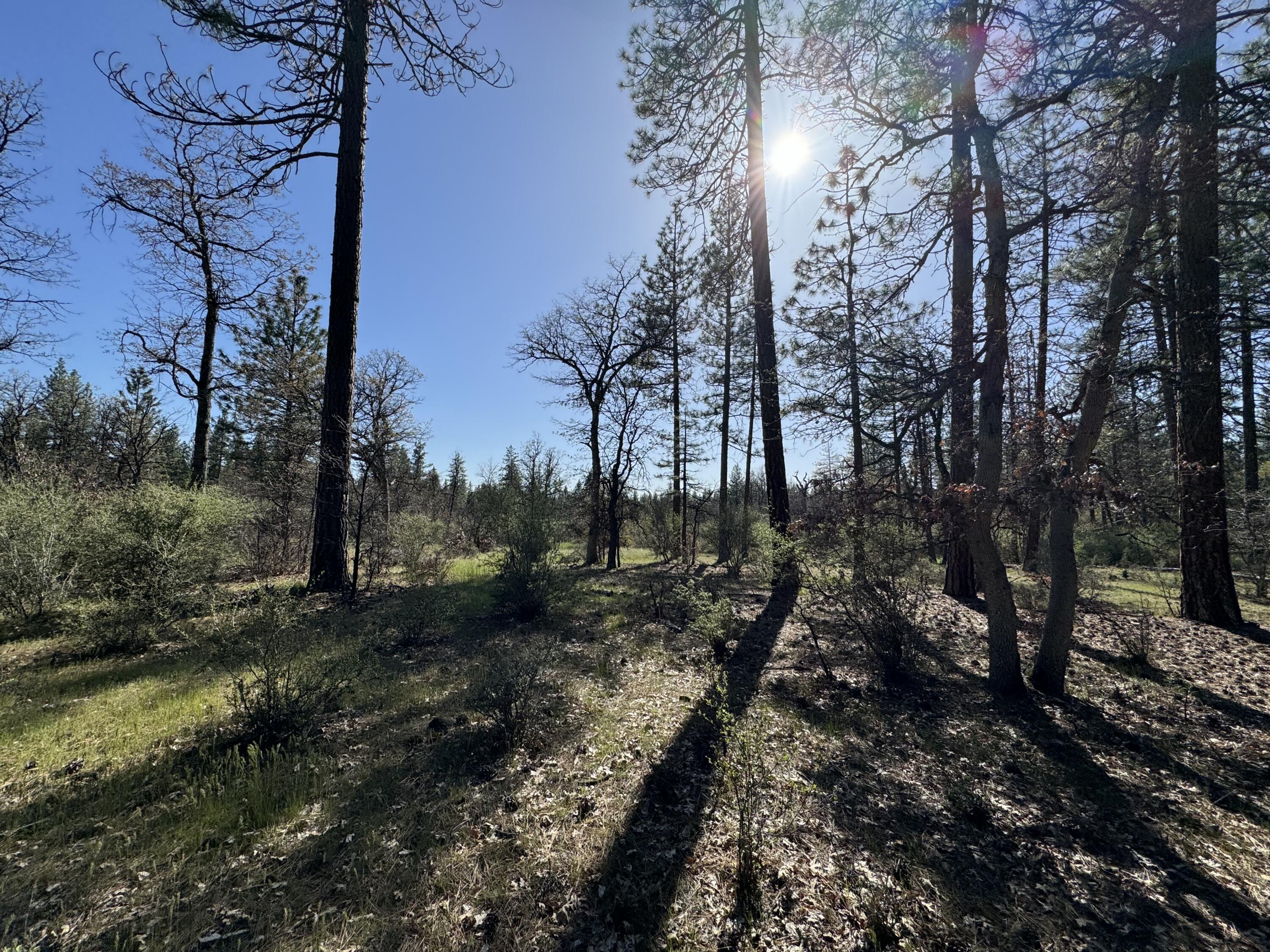 Day Road McArthur, CA 96056 - Photo 11 of 18 a view of a forest