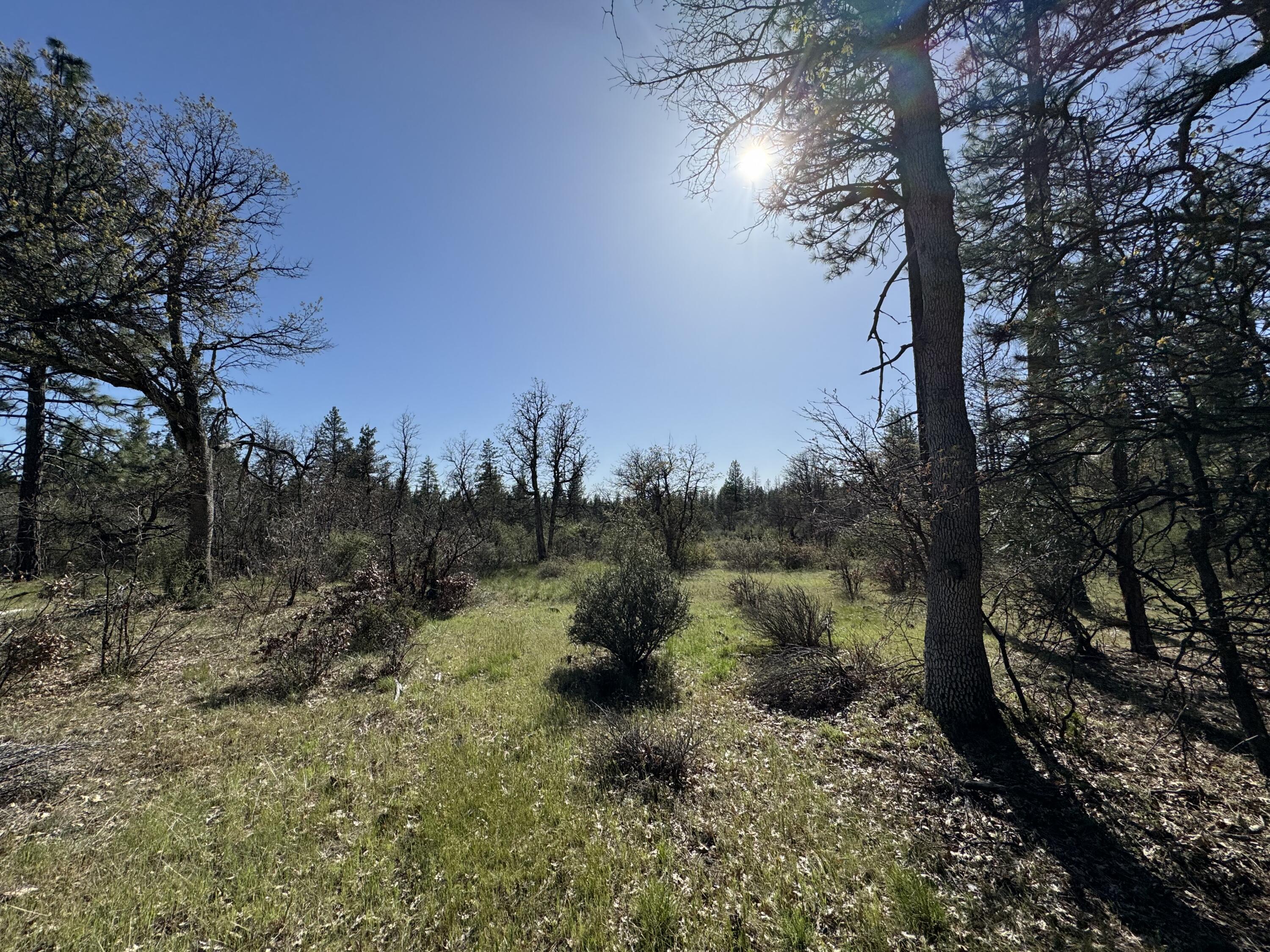 Day Road McArthur, CA 96056 - Photo 12 of 18 a view of a yard with a tree