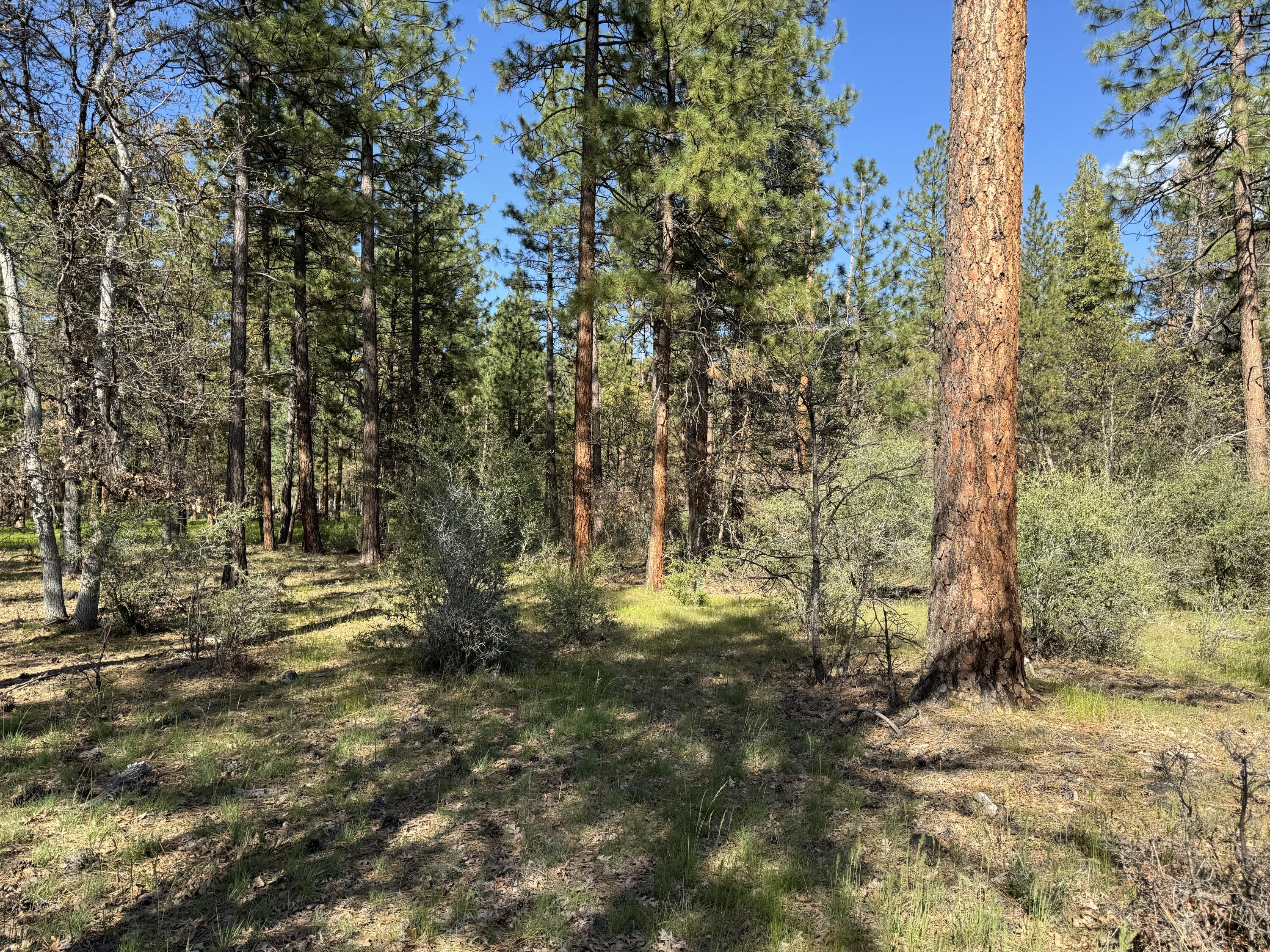 Day Road McArthur, CA 96056 - Photo 13 of 18 a view of outdoor space with green space