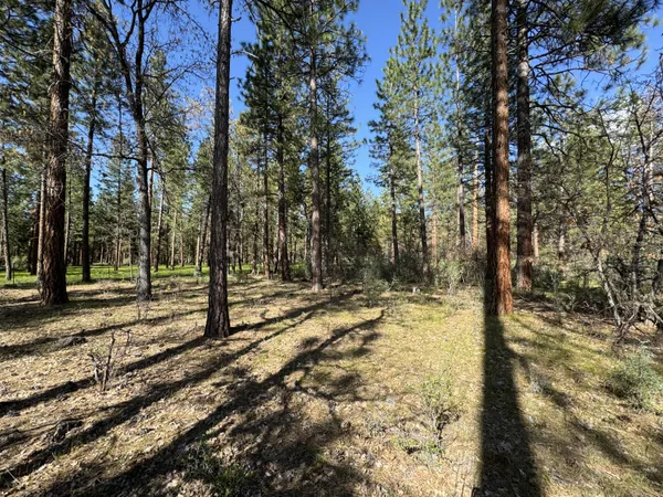 a view of a yard with trees
