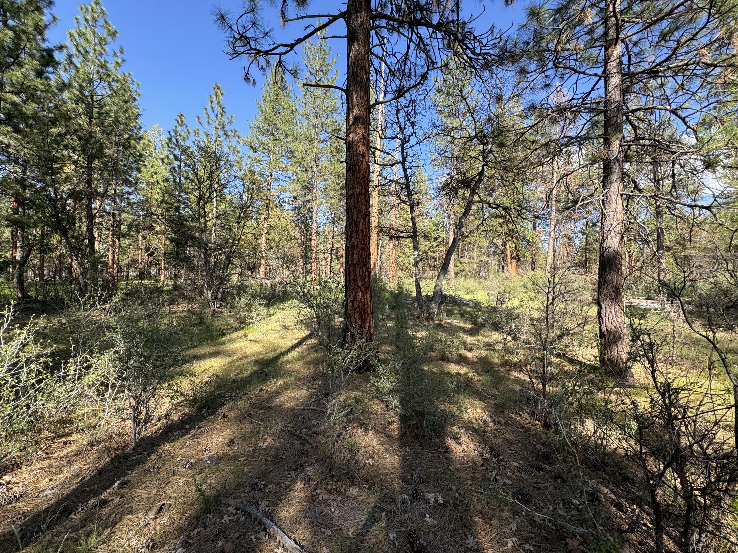 Day Road McArthur, CA 96056 - Photo 15 of 18 a view of a yard
