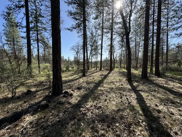 a view of a tree in a yard