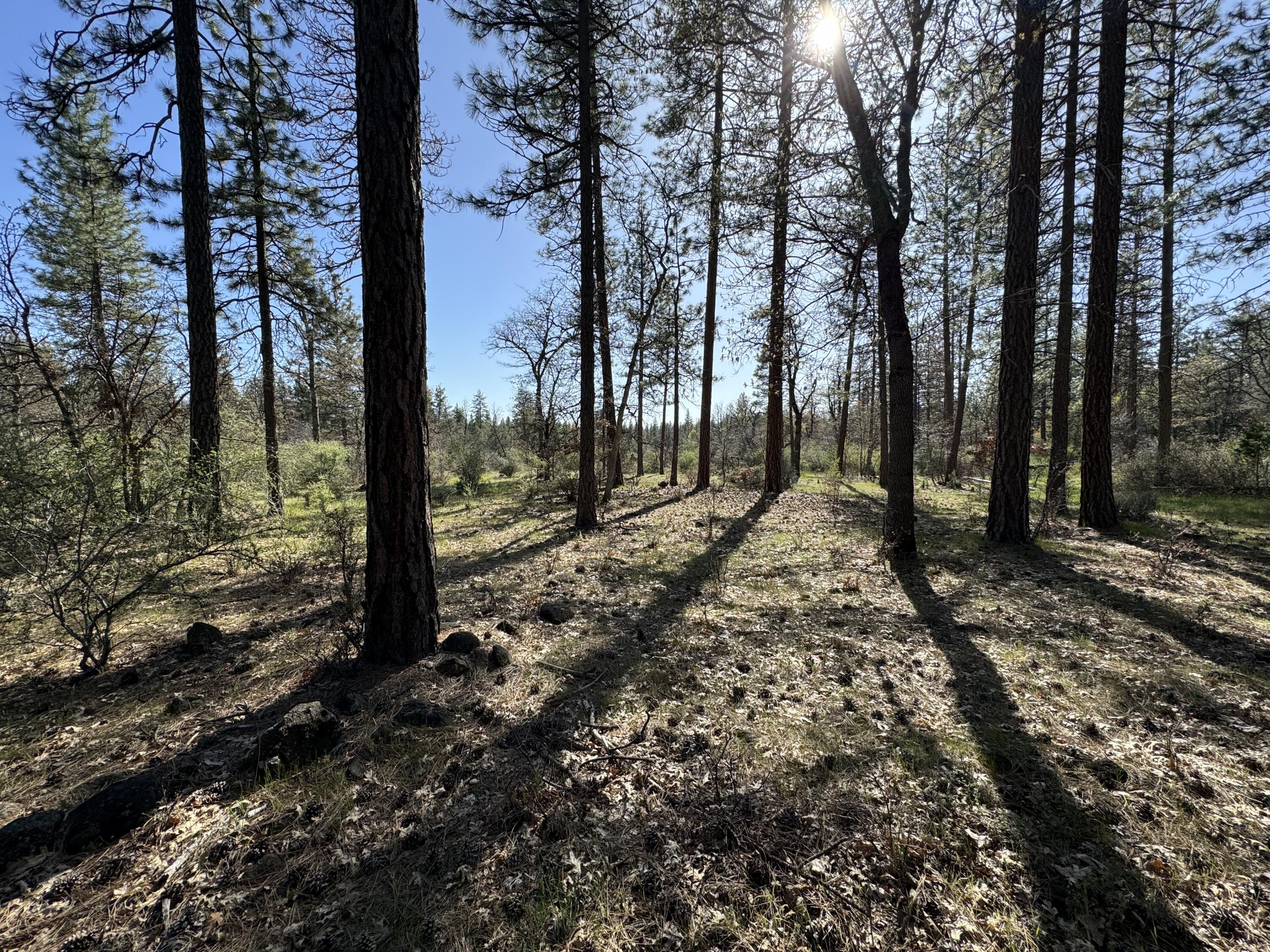 Day Road McArthur, CA 96056 - Photo 2 of 18 a view of a tree in a yard