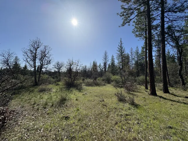 a view of a forest with trees in the background