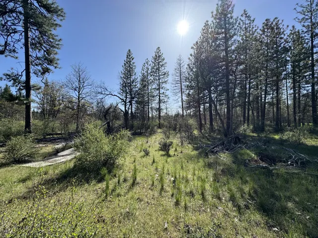 a view of a yard with large trees