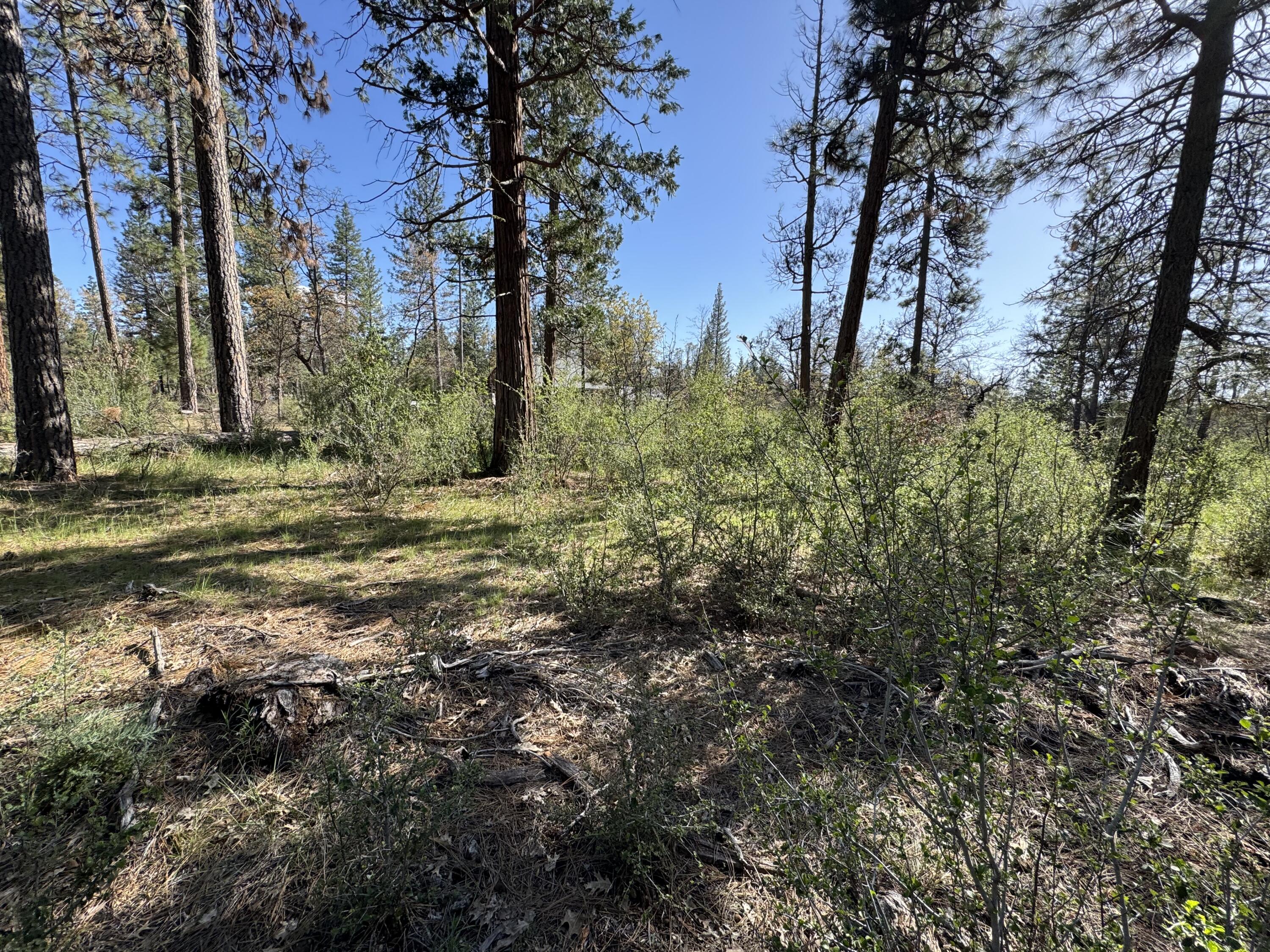 Day Road McArthur, CA 96056 - Photo 6 of 18 a view of a yard with plants and trees