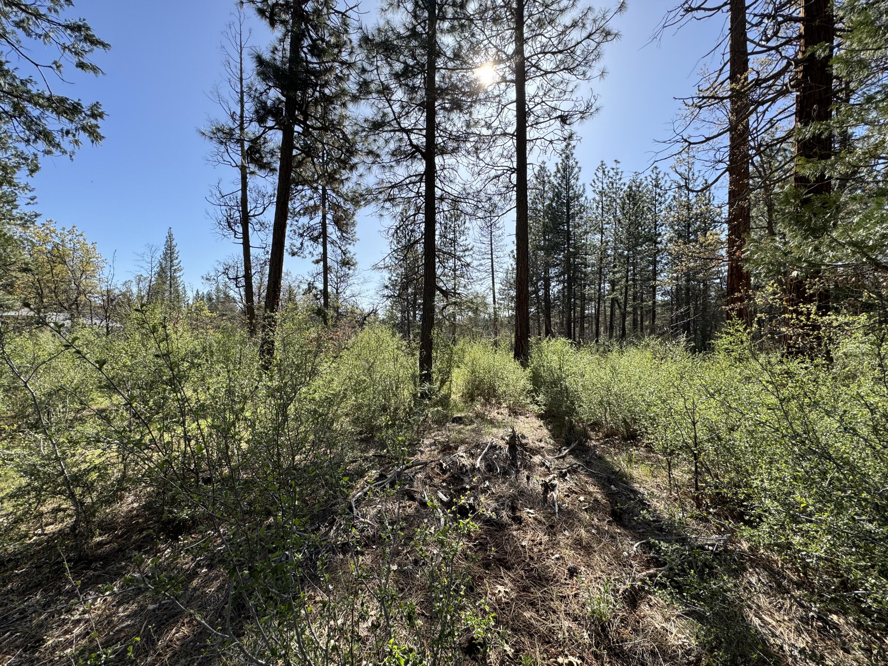 Day Road McArthur, CA 96056 - Photo 7 of 18 a view of a lush green forest with lots of trees