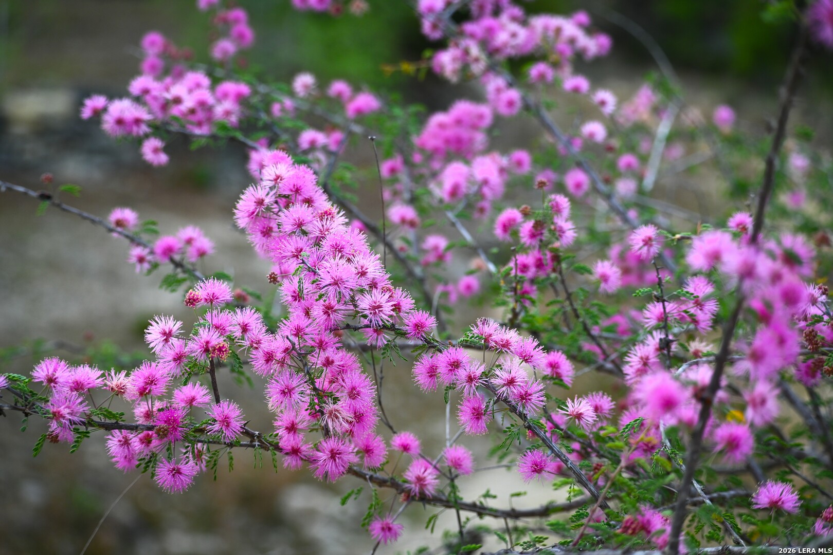 348 Rocky Road Pipe Creek, TX 78063 - Photo 23 of 41 a view of a flower