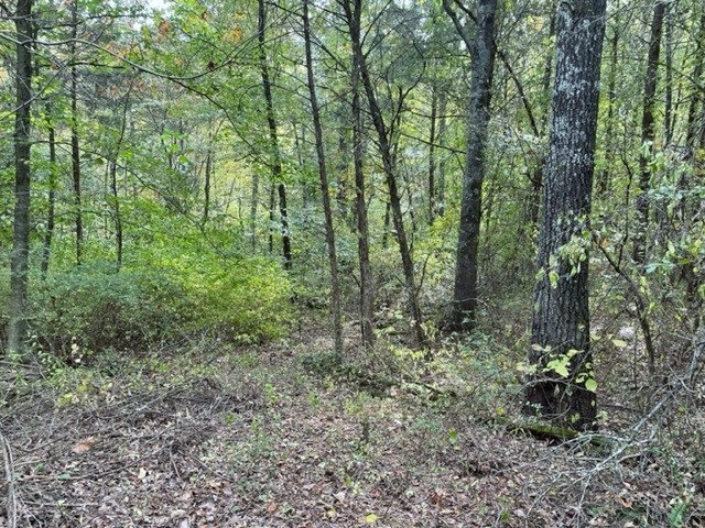 575 River Road Morrison, TN 37357 - Photo 9 of 13 a view of a lush green forest