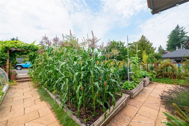 a view of a pathway with plants