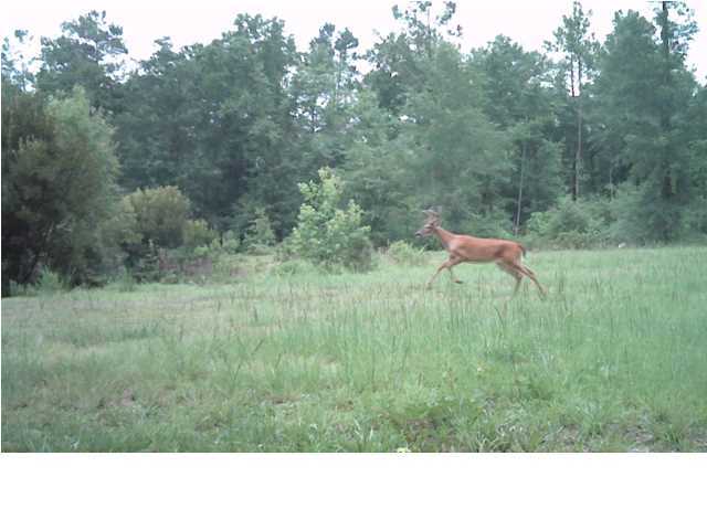 0 Elf Jac Way Ridgeville, SC 29472 - Photo 2 of 14 Additional Photo