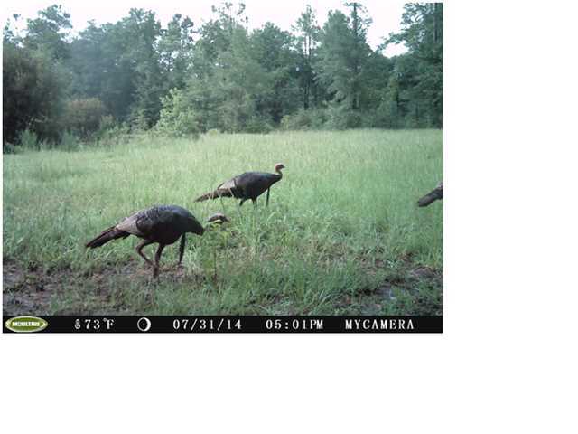 0 Elf Jac Way Ridgeville, SC 29472 - Photo 3 of 14 Additional Photo