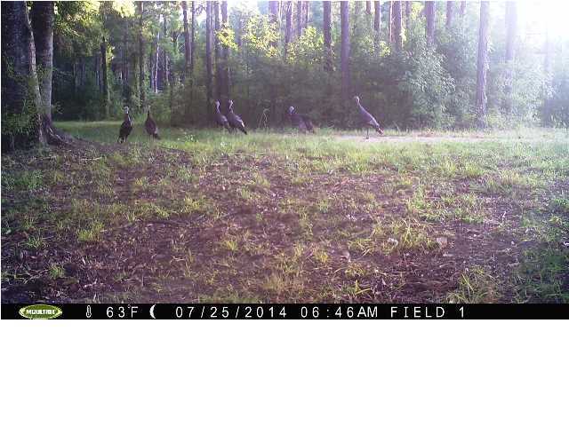 0 Elf Jac Way Ridgeville, SC 29472 - Photo 4 of 14 Additional Photo