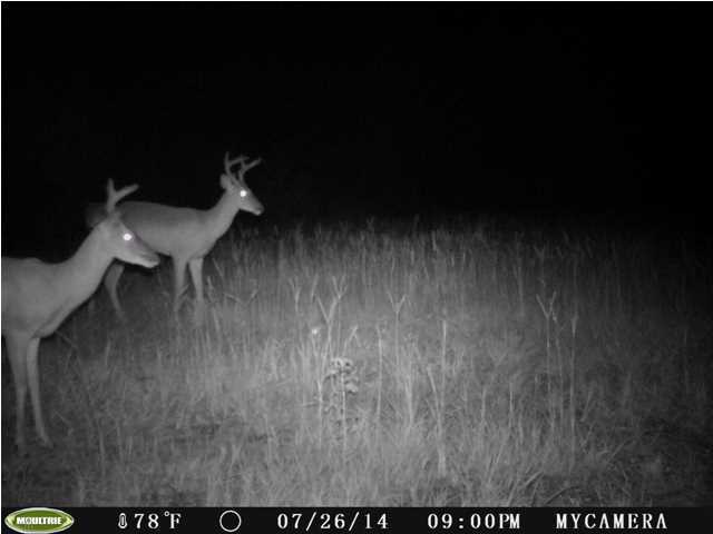 0 Elf Jac Way Ridgeville, SC 29472 - Photo 5 of 14 Additional Photo