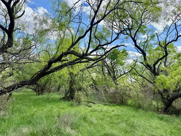 a view of a lush green forest with lots of trees